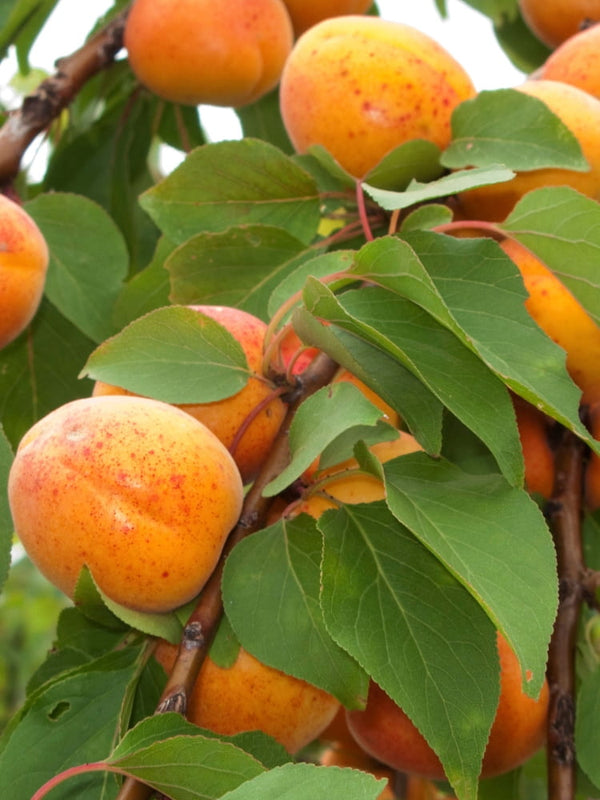 Prunus armeniaca 'Ungarische Beste', Aprikose 'Ungarische Beste' im Onlineshop der Bohlken Baumschulen