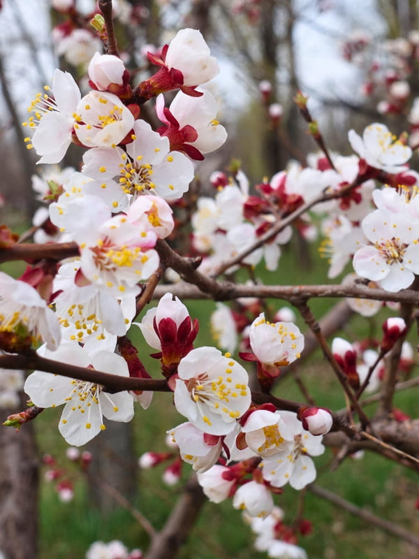 Prunus armeniaca 'Ungarische Beste', Aprikose 'Ungarische Beste' im Onlineshop der Bohlken Baumschulen