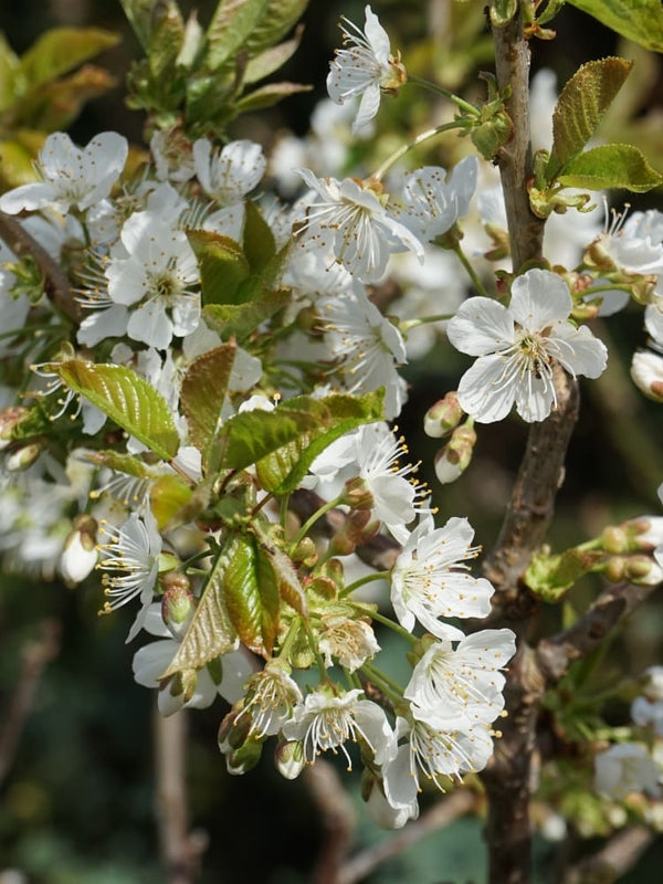 Prunus avium 'Burlat', Süßkirsche 'Burlat' im Onlineshop der Bohlken Baumschulen