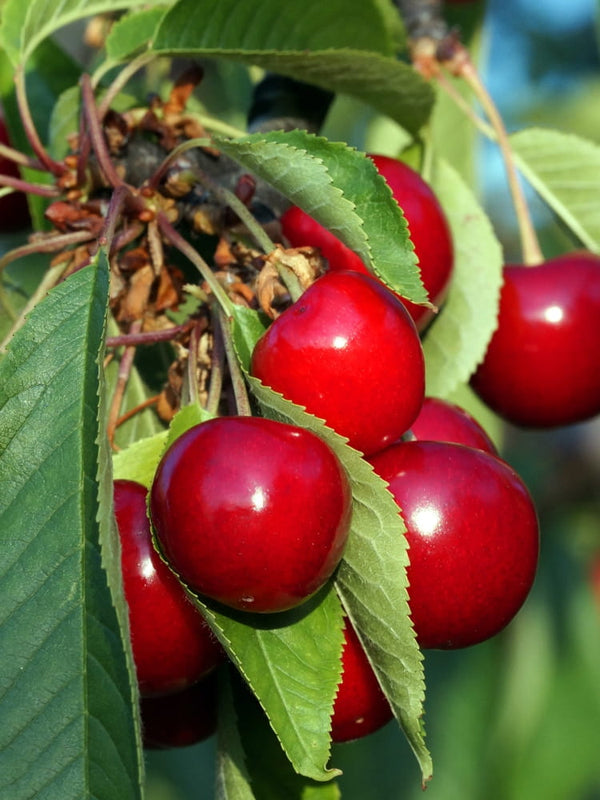 Prunus avium 'Burlat', Süßkirsche 'Burlat' im Onlineshop der Bohlken Baumschulen