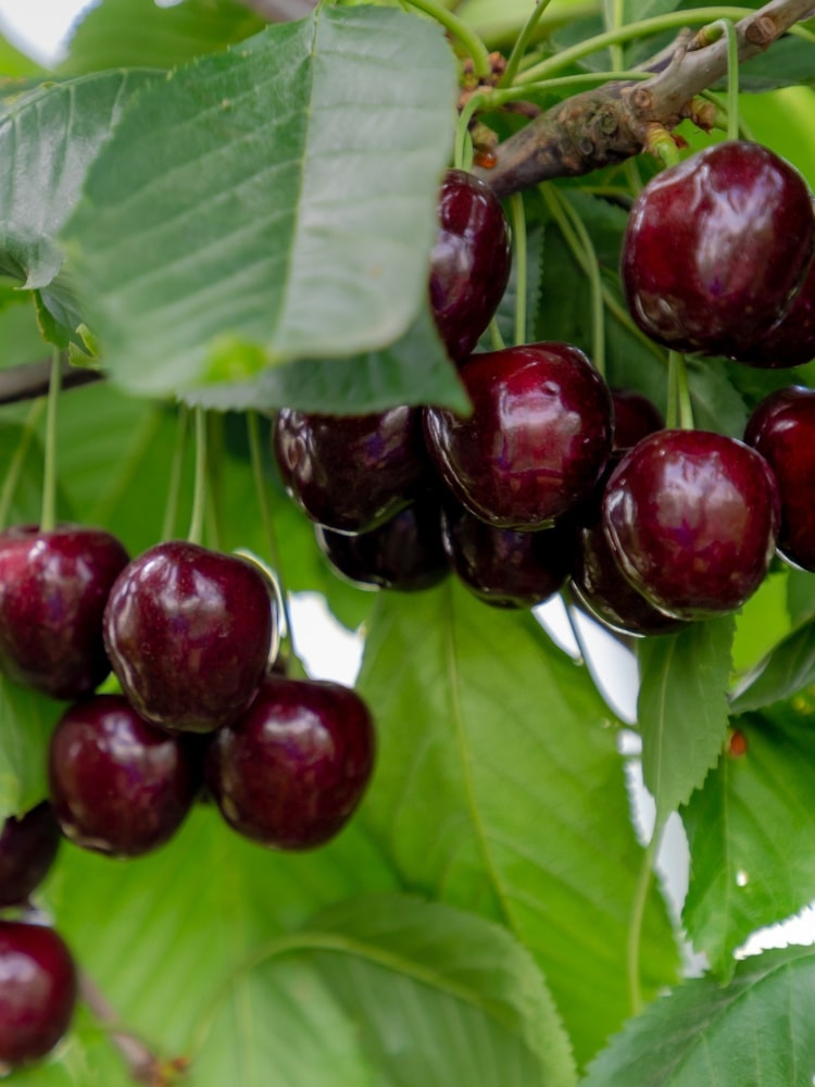 Prunus avium 'Kordia', Süßkirsche 'Kordia' im Onlineshop bei den Bohlken Baumschulen