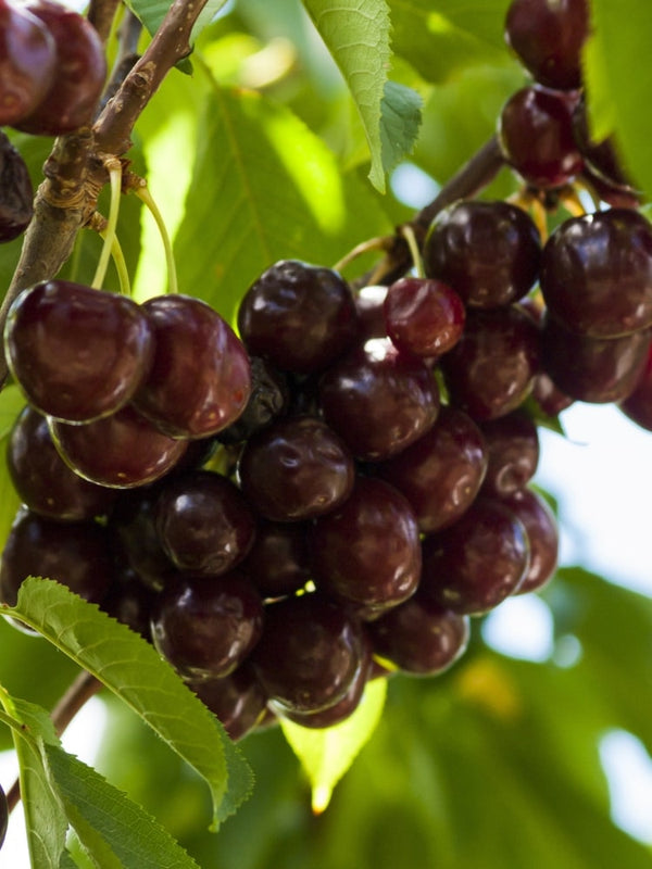 Süßkirsche 'Schneiders Späte Knorpelkirsche', Prunus avium 'Schneiders Späte Knorpelkirsche' im Onlineshop der Bohlken Baumschulen