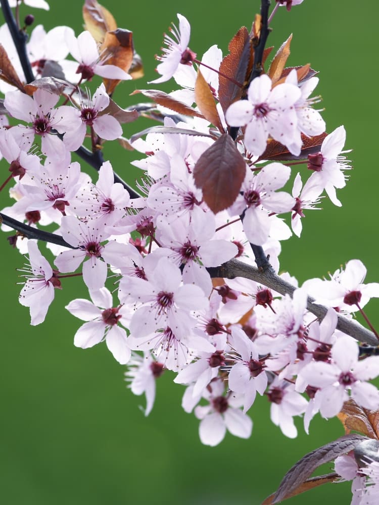 Artikelbild Großfrüchtige Blutpflaume Prunus cerasifera 'Hollywood' im Online-Shop der Bohlken Baumschulen