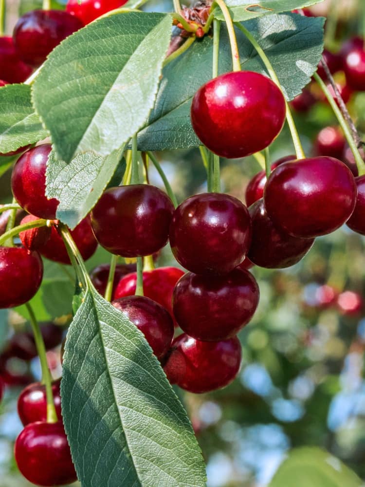Prunus cerasus 'Morellenfeuer', Sauerkirsche 'Morellenfeuer' im Onlineshop der Bohlken Baumschulen