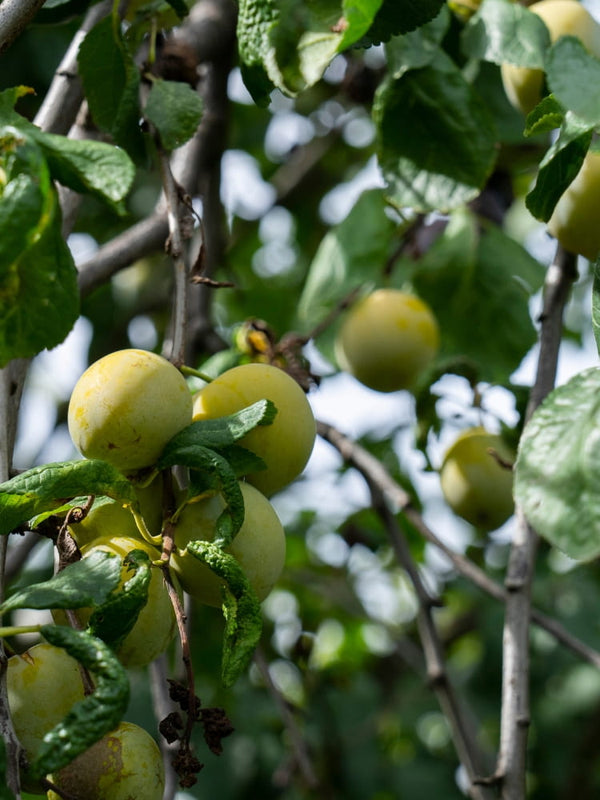 Prunus domestica ssp.italica 'Große Grüne Reneklode' , Edel-Pflaume 'Große Grüne Reneklode' im Onlineshop der Bohlken Baumschulen