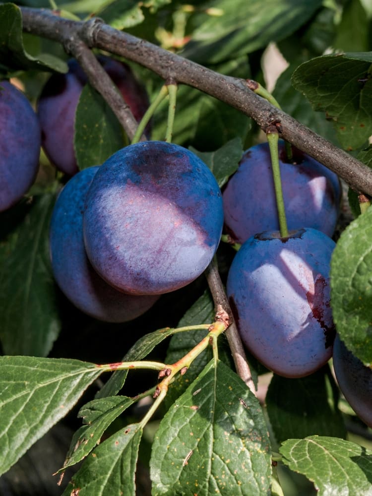 Prunus domestica subsp. domestica 'Geisenheimer Toptaste', Zwetsche 'Geisenheimer Toptaste' im Onlineshop der Bohlken Baumschulen