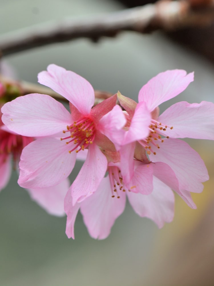 Artikelbild Geschlitzte Kirsche Prunus incisa 'Paean' im Online-Shop der Bohlken Baumschulen