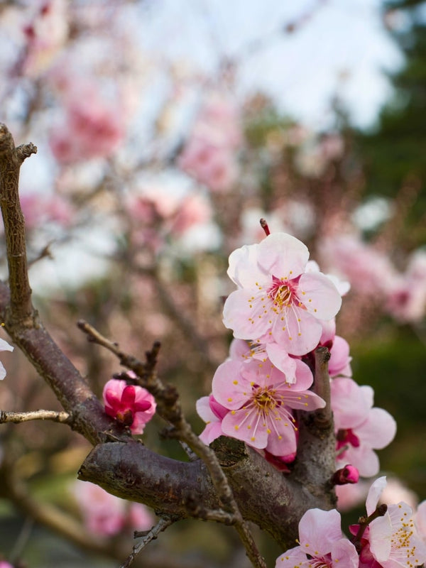 Kurilenkirsche, Prunus kurilensis 'Ruby' kaufen im Online-Shop der Bohlken Baumschulen