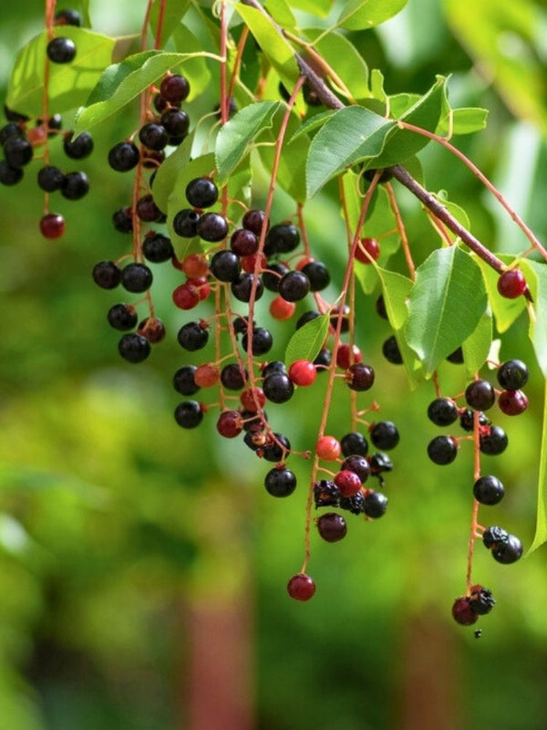 Gemeine Traubenkirsche | Prunus padus im Onlineshop der Bohlken Baumschulen
