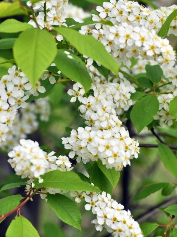 Gemeine Traubenkirsche | Prunus padus im Onlineshop der Bohlken Baumschulen