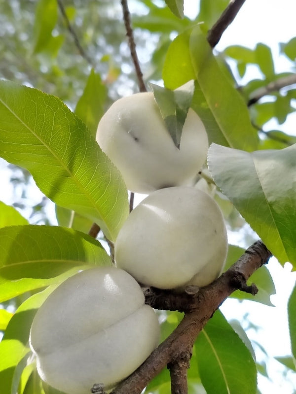 Pfirsich 'Ice Peach' ®, Prunus persica 'Ice Peach' ® im Onlineshop der Bohlken Baumschulen