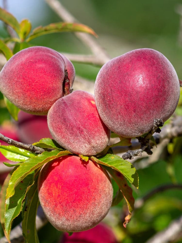 Prunus persica 'Roter Weinbergpfirsich' , Pfirsich 'Roter Weinbergpfirsich' im Onlineshop der Bohlken Baumschulen