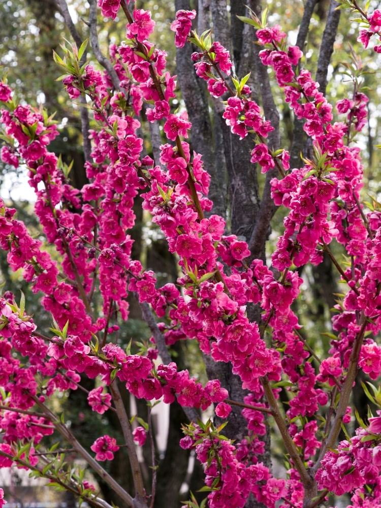 Rotblühender Zierpfirsich 'Taoflora' ® Red