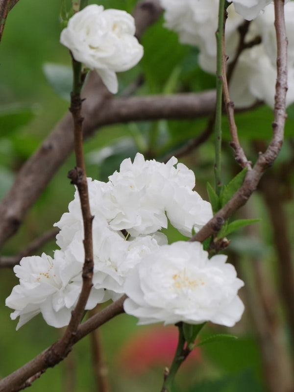 Prunus persica 'Taoflora'® White ('Mintao 2'), Zierpfirsich 'Taoflora' ® White im Onlineshop der Bohlken Baumschulen
