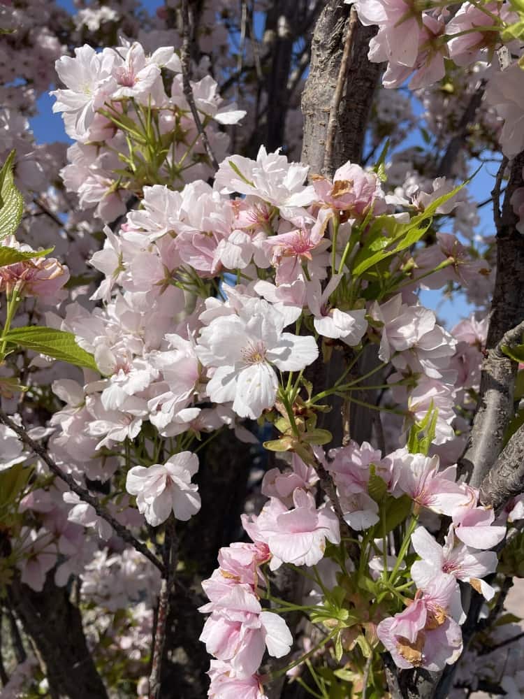 Artikelbild Säulenkirsche Prunus serrulata 'Amanogawa' im Online-Shop der Bohlken Baumschulen