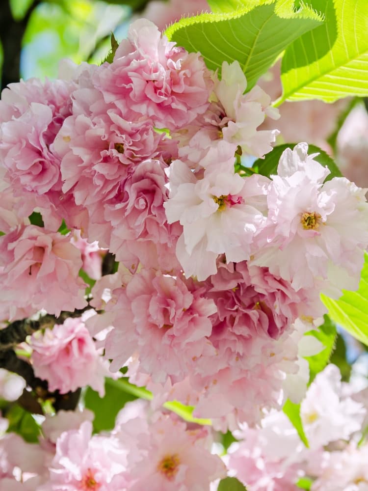 Artikelbild Japanische Nelkenkirsche Prunus serrulata 'Kanzan' im Online-Shop der Bohlken Baumschulen