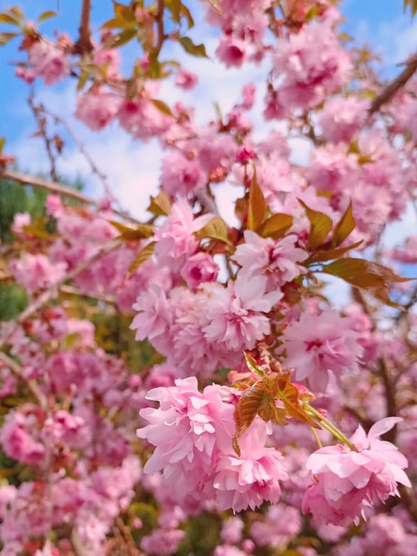 Hängende Nelkenkirsche, Prunus serrulata 'Kiku-shidare-zakura' kaufen im Online-Shop der Bohlken Baumschulen