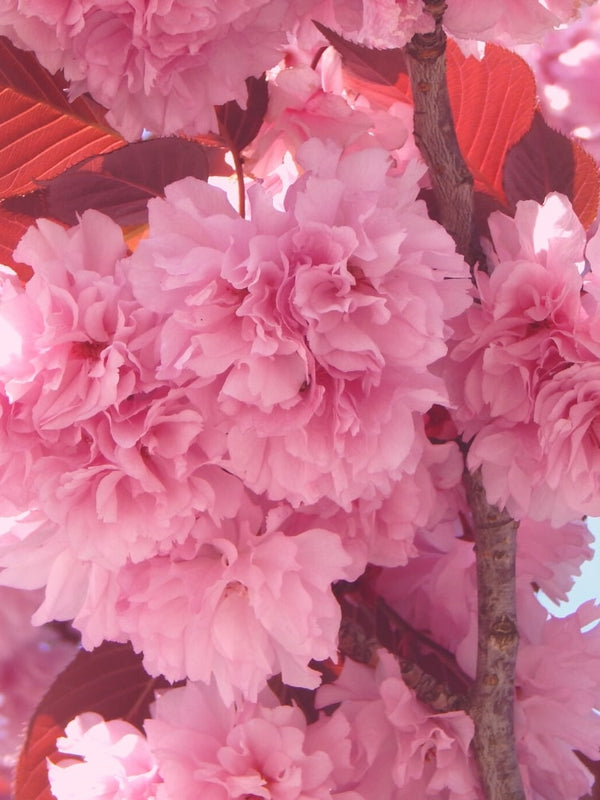 Rotblättrige Nelkenkirsche, Prunus serrulata 'Royal Burgundy' kaufen im Online-Shop der Bohlken Baumschulen