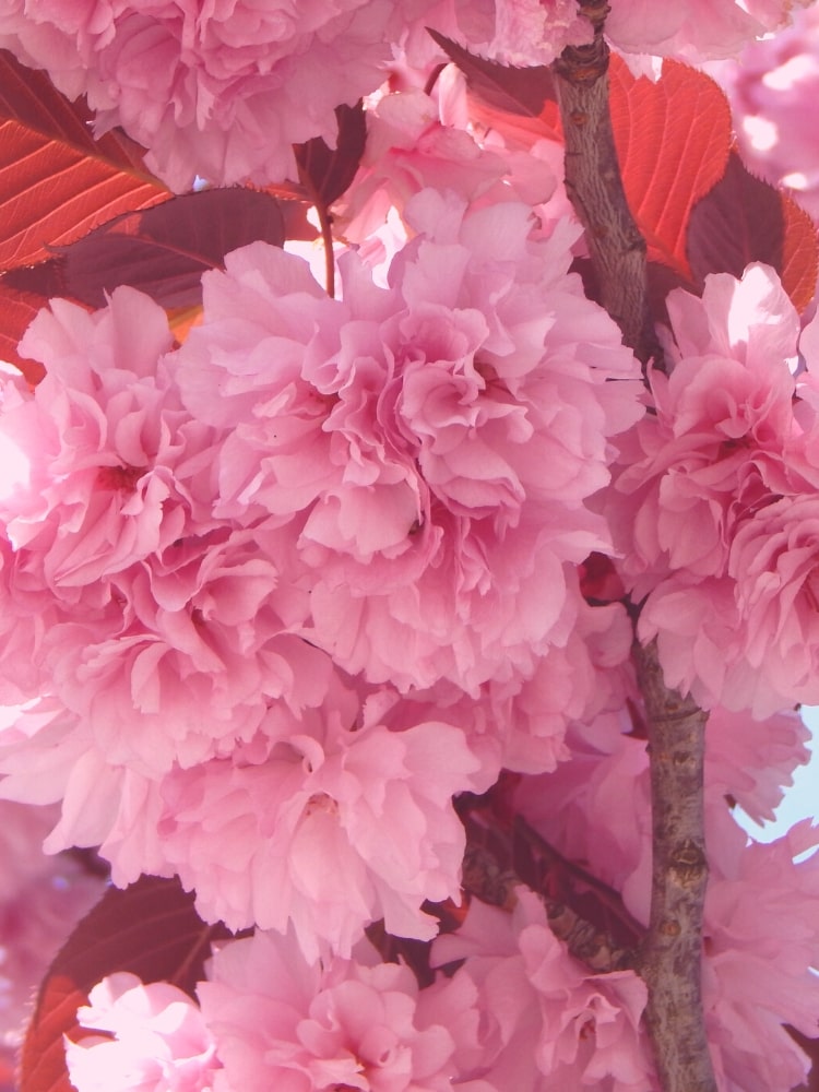 Rotblättrige Nelkenkirsche, Prunus serrulata 'Royal Burgundy' kaufen im Online-Shop der Bohlken Baumschulen