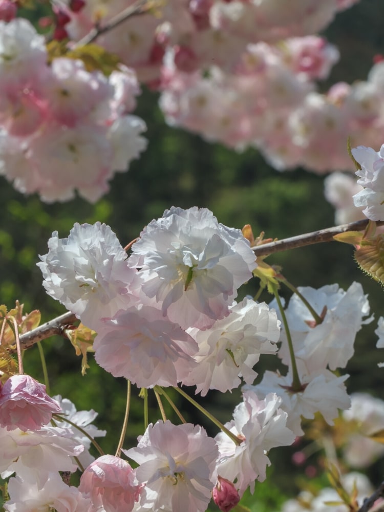Artikelbild Japanische Zierkirsche Prunus serrulata 'Shirofugen' im Online-Shop der Bohlken Baumschulen