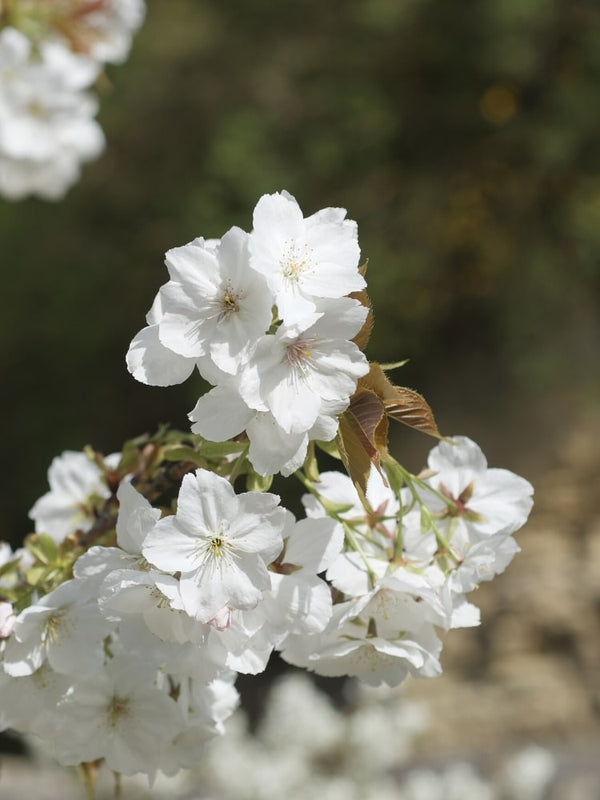 Artikelbild Japanische Zierkirsche Prunus serrulata 'Taihaku' im Online-Shop der Bohlken Baumschulen