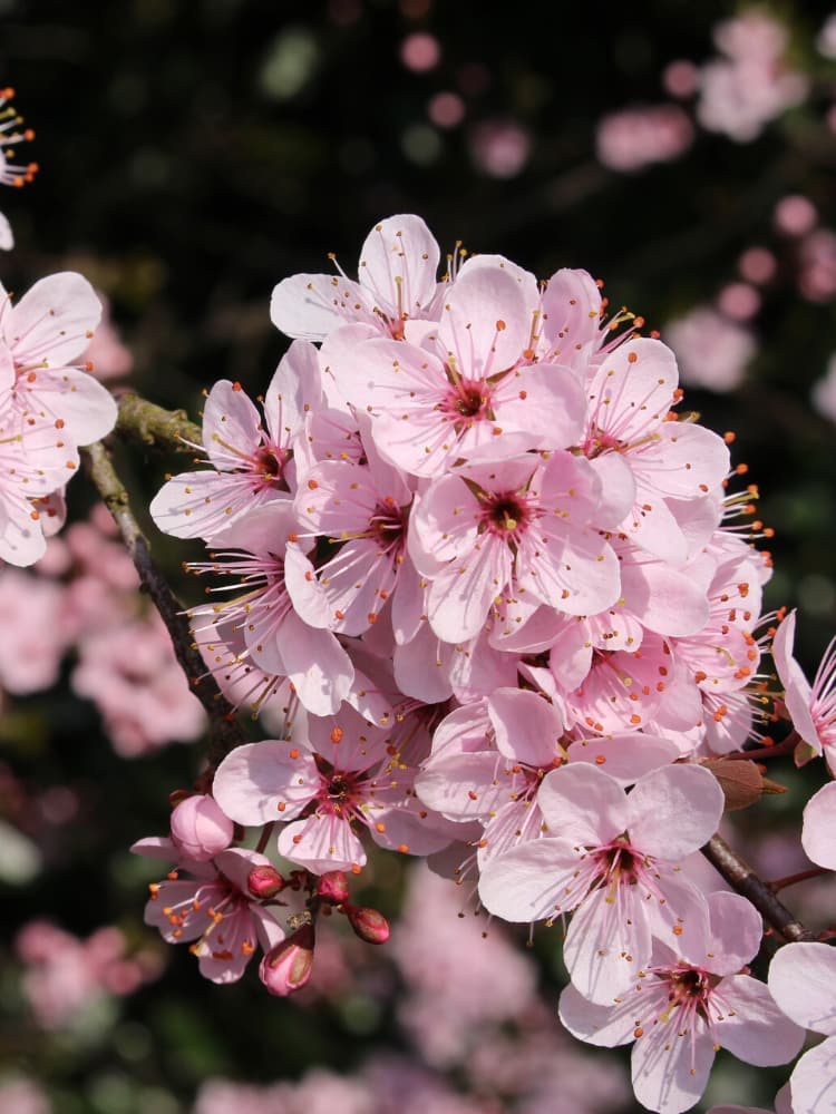 Artikelbild Purpur-Schlehe Prunus spinosa 'Purpurea' im Online-Shop der Bohlken Baumschulen