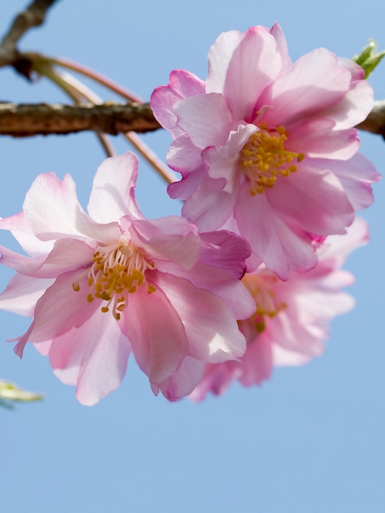 Artikelbild Rosa Winterkirsche Prunus subhirtella 'Autumnalis Rosea' im Online-Shop der Bohlken Baumschulen