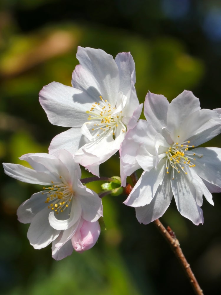 Prunus subhirtella 'Autumnalis', Winterkirsche 'Autumnalis' im Onlineshop der Bohlken Baumschulen