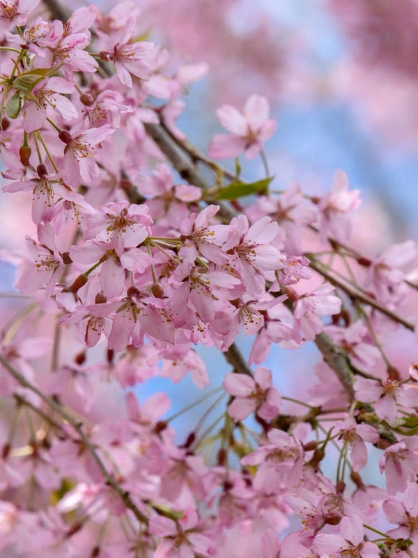 Artikelbild Hängende Winterkirsche Prunus subhirtella 'Pendula Rubra' im Online-Shop der Bohlken Baumschulen