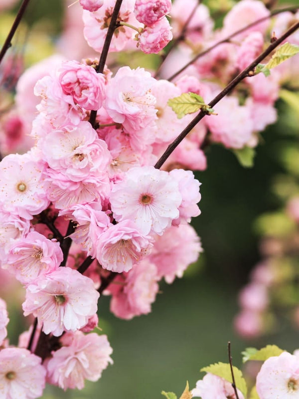 Prunus triloba, Mandelbäumchen im Onlineshop der Bohlken Baumschulen