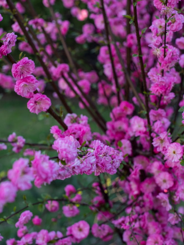 Prunus triloba 'Rosenmund' ®, Mandelbäumchen 'Rosenmund' ® im Onlineshop der Bohlken Baumschulen