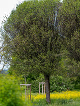 Steppenkirsche, Kugelkirsche, Prunus fruticosa 'Globosa' kaufen im Online-Shop der Bohlken Baumschulen