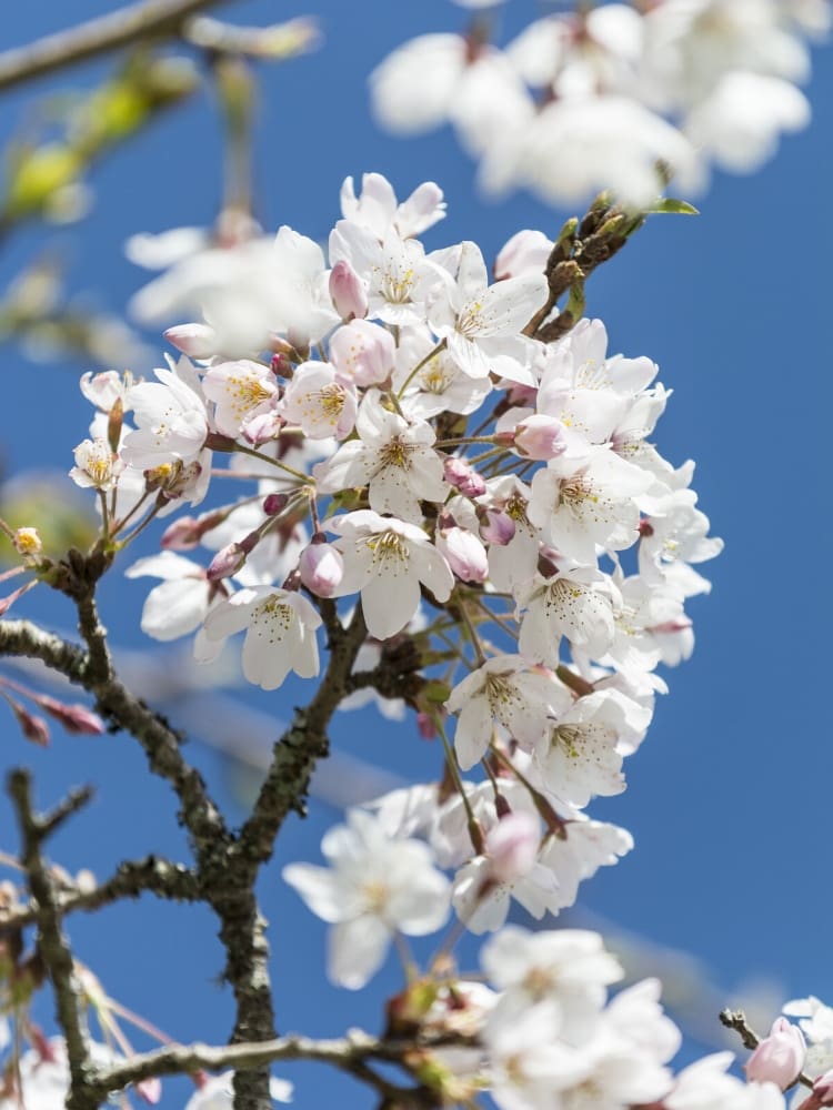 Artikelbild Japanische Maienkirsche Prunus x yedoensis 'Ivensii' im Online-Shop der Bohlken Baumschulen