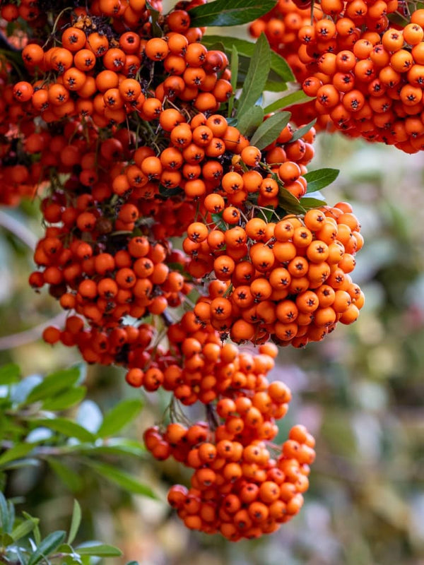 Pyracantha 'Saphyr Orange' ®, Feuerdorn 'Saphyr Orange' ® im Onlineshop der Bohlken Baumschulen