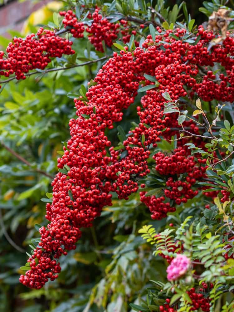 Pyracantha 'Saphyr Rouge' ®, Feuerdorn 'Saphyr Rouge' ® im Onlineshop der Bohlken Baumschulen