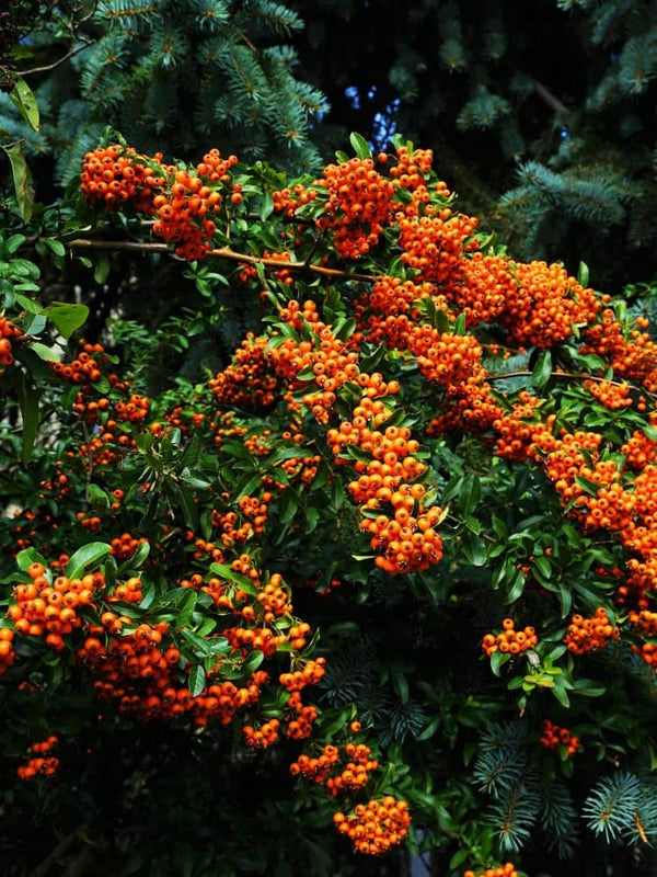 Feuerdorn 'Bad Zwischenahn', Pyracantha coccinea 'Bad Zwischenahn' kaufen im Online-Shop der Bohlken Baumschulen
