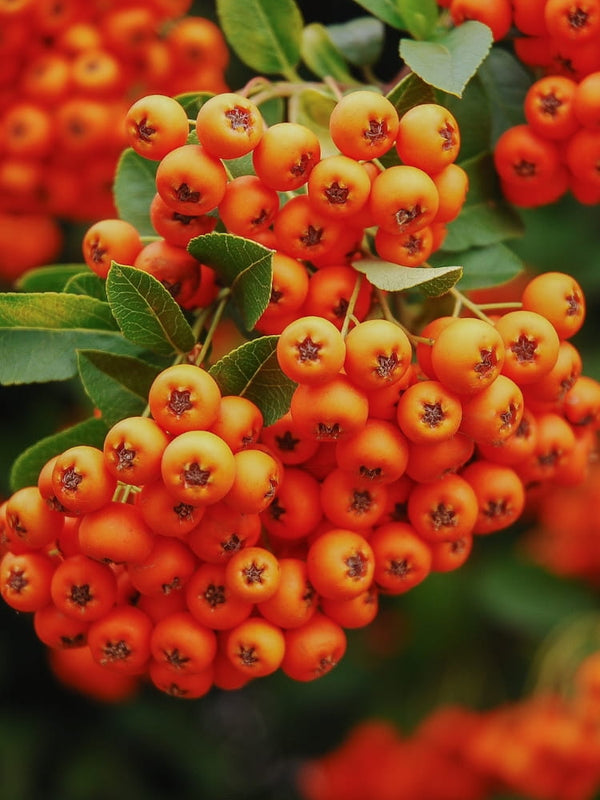 Feuerdorn 'Orange Glow', Pyracantha coccinea 'Orange Glow' im Shop der Bohlken Baumschulen