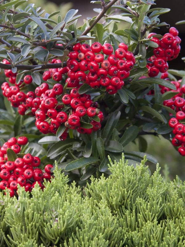 Feuerdorn 'Red Column', Pyracantha coccinea 'Red Column' im Shop der Bohlken Baumschulen