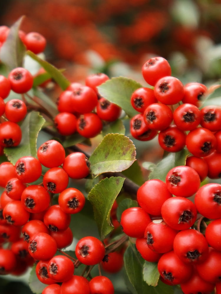 Feuerdorn 'Red Cushion', Pyracantha coccinea 'Red Cushion' im Shop der Bohlken Baumschulen