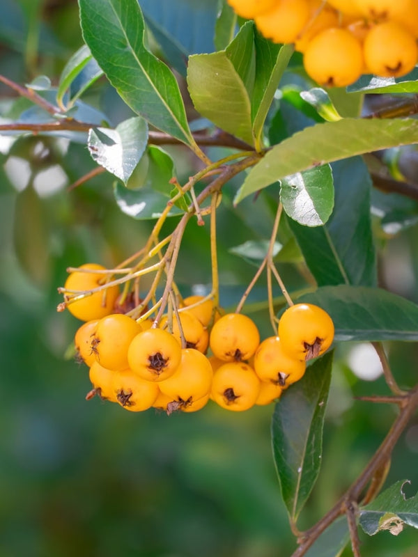 Feuerdorn 'Soleil d'Or', Pyracantha coccinea 'Soleil d'Or' im Shop der Bohlken Baumschulen