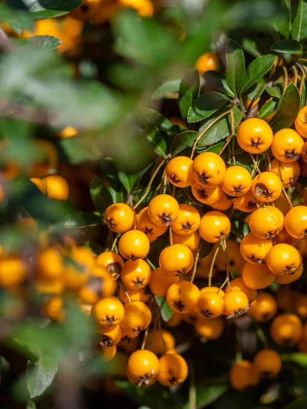 Feuerdorn 'Teton', Pyracantha coccinea 'Teton' im Shop der Bohlken Baumschulen