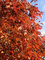 Kulturbirne | Pyrus communis im Onlineshop der Bohlken Baumschulen