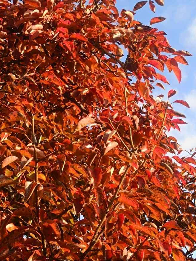 Kulturbirne | Pyrus communis im Onlineshop der Bohlken Baumschulen