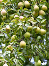 Kulturbirne | Pyrus communis im Onlineshop der Bohlken Baumschulen