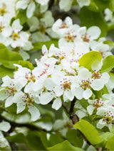 Kulturbirne | Pyrus communis im Onlineshop der Bohlken Baumschulen