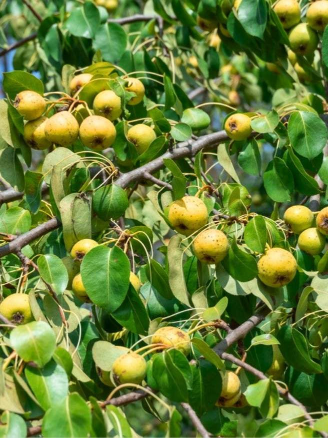 Kulturbirne | Pyrus communis im Onlineshop der Bohlken Baumschulen