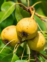 Kulturbirne | Pyrus communis im Onlineshop der Bohlken Baumschulen