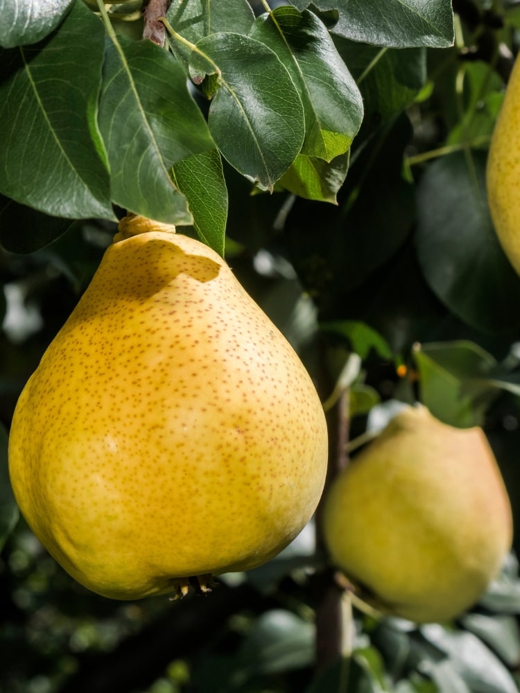 Pyrus communis 'Gellerts Butterbirne', Birne 'Gellerts Butterbirne' im Onlineshop der Bohlken Baumschulen