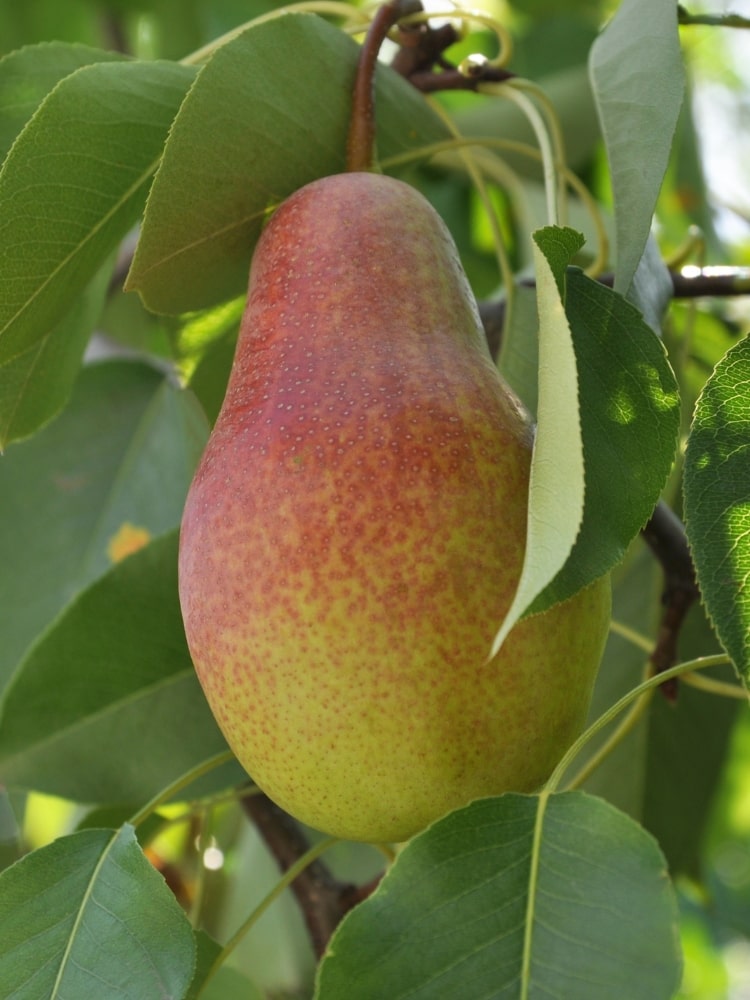 Pyrus communis 'November Birne', Birne 'November Birne' im Onlineshop der Bohlken Baumschulen