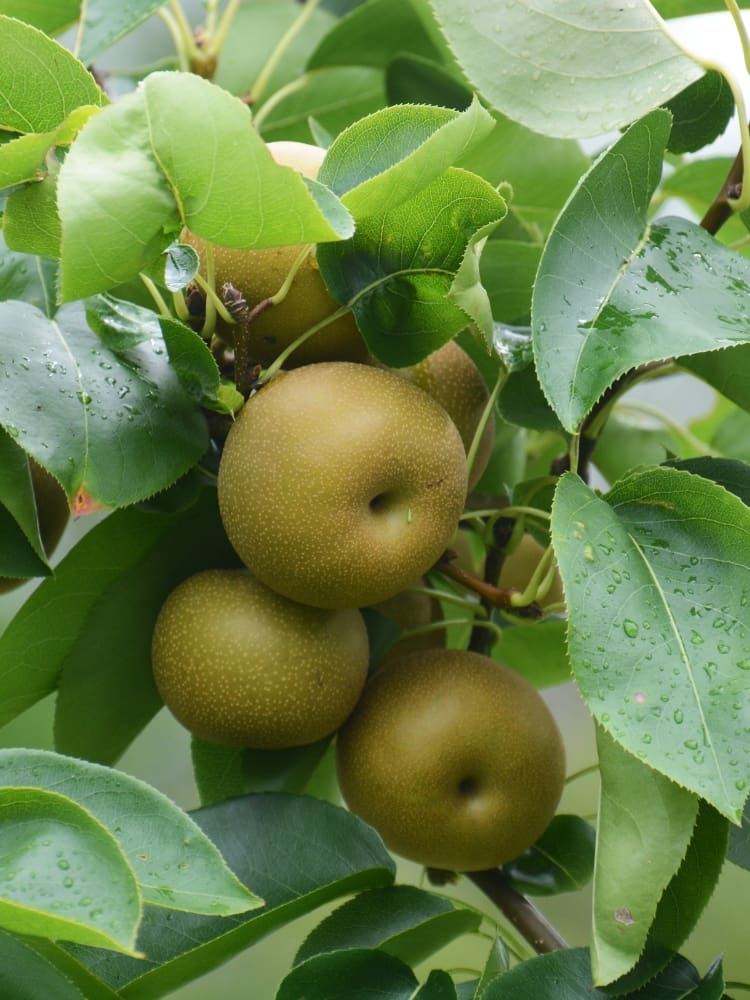 Pyrus pyraster 'Kosui', Nashi-Birne 'Kosui' im Onlineshop der Bohlken Baumschulen